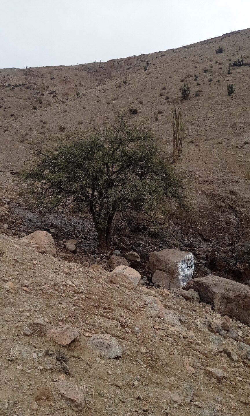 A native algarrobo tree along the dry mountain trail
