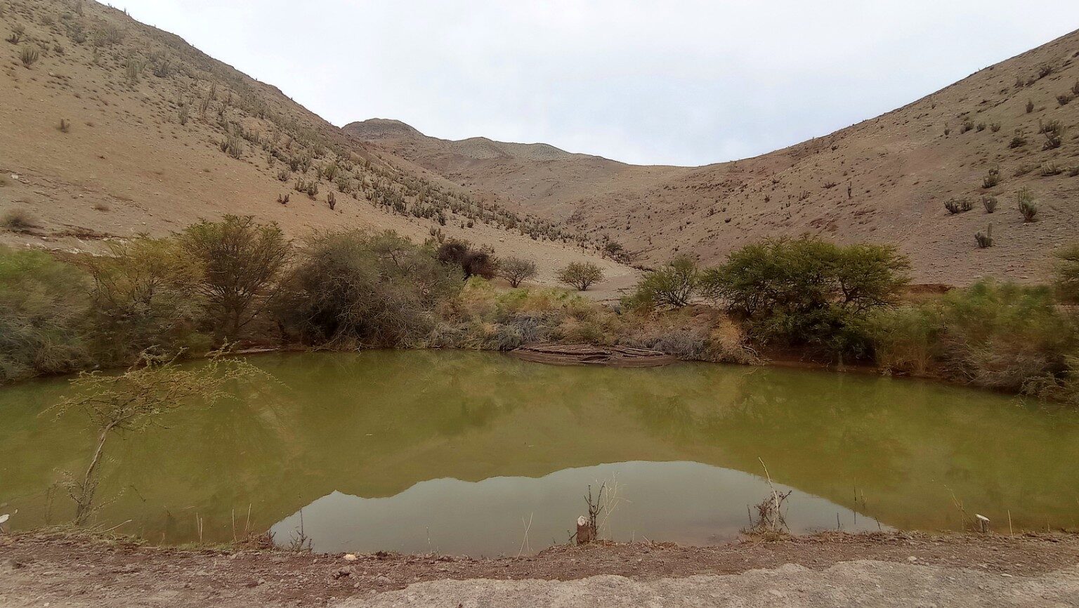 A hidden pond fed by the mountain, surrounded by native trees in the Elqui Valley