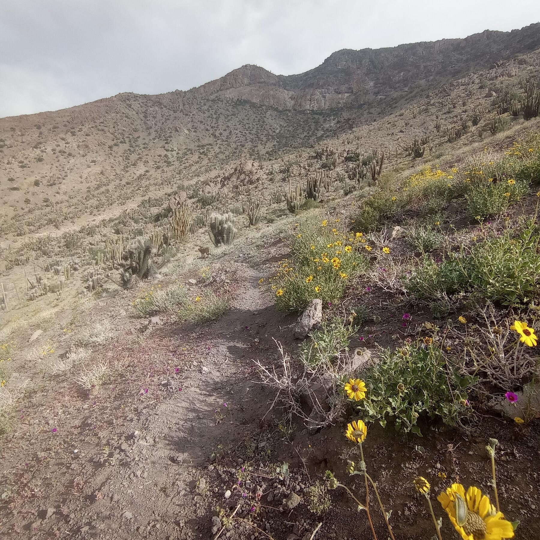 Wild flowering shrubs and native candelabra cacti along the gentle mountain trail