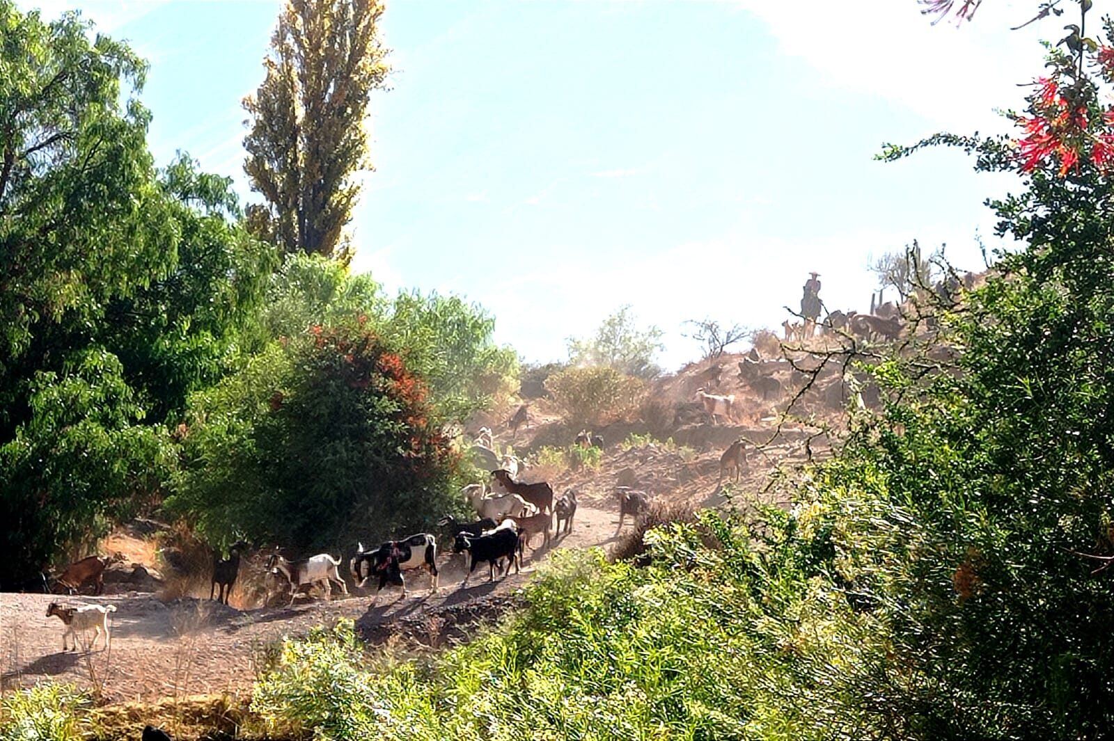 A hidden oasis with a still pond, native trees and a herd of goats passing through